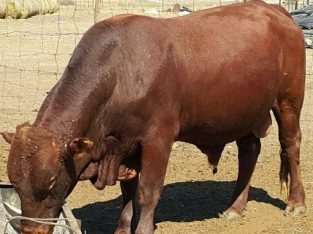 Bonsmara Heifers And Bulls For Sale