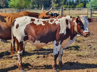 Healthy Nguni Cattle And Calves