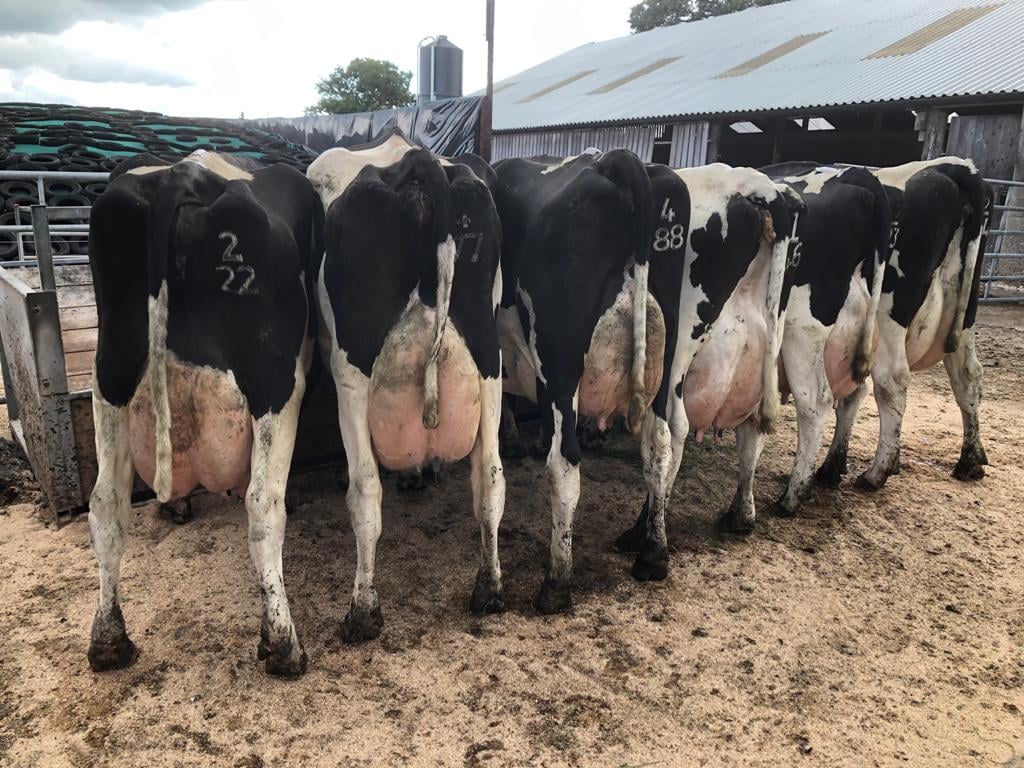 Dairy/Milking Cattle Available