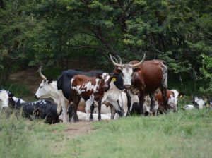Nguni Cattle For Sale