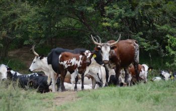 Nguni Cattle For Sale