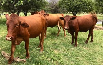 Bonsmara Cattle For Sale