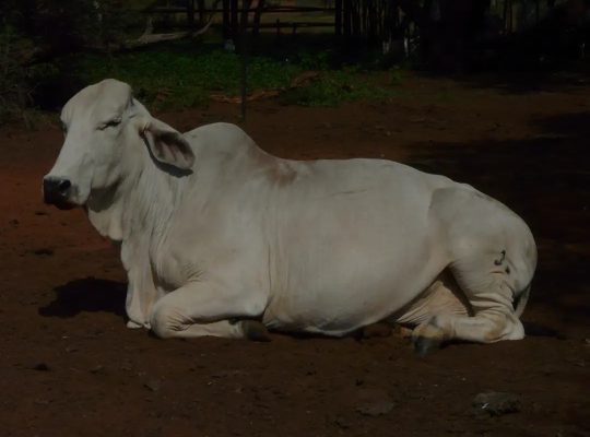 Brahman Cattle For Sale